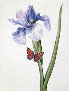 Blue Iris with Butterfly